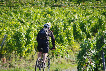 en vtt dans la vigne