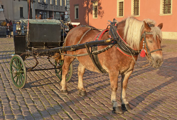 Horse in Warsaw - Poland - obrazy, fototapety, plakaty