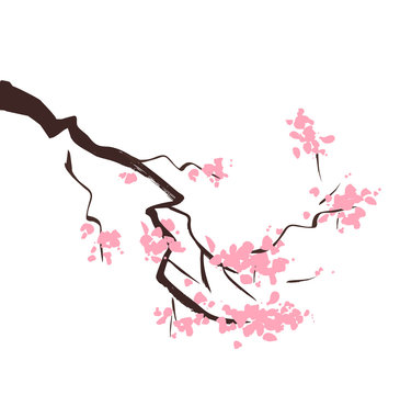 Spring blossom cherry tree branch