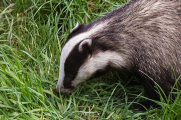Badger © Stephan Morris 