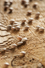 Dry Organic Brown Lentils