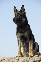 German shepherd