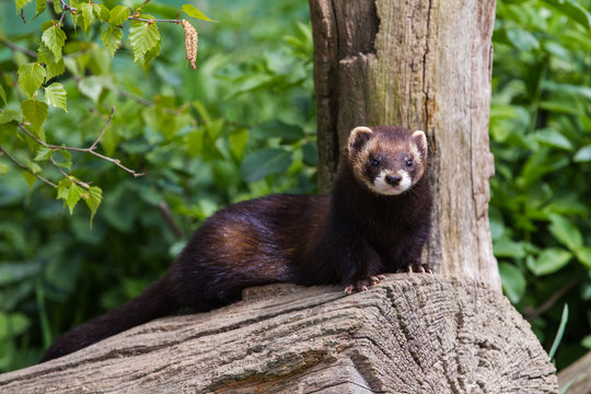 Polecat