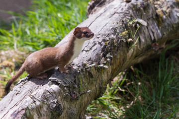 Stoat