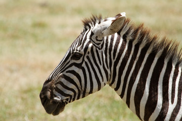 Fototapeta na wymiar Head of Zebra