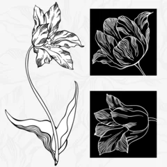 Foto op Plexiglas Zwart wit bloemen Witte en zwarte tulpen.