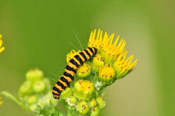 Cinnabar Moth Caterpillar