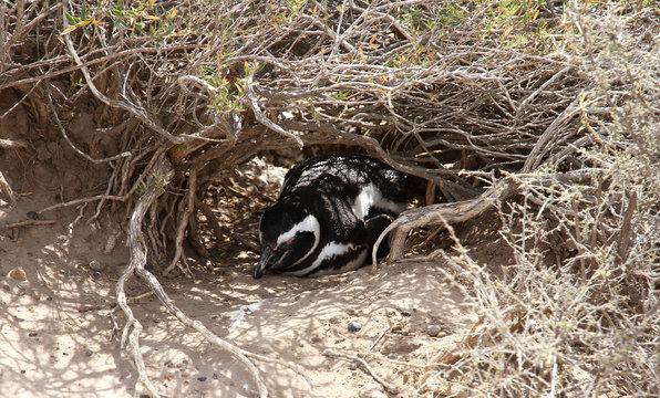 Magellanic penguin has a rest in a nest. Steppes of Patagonia.