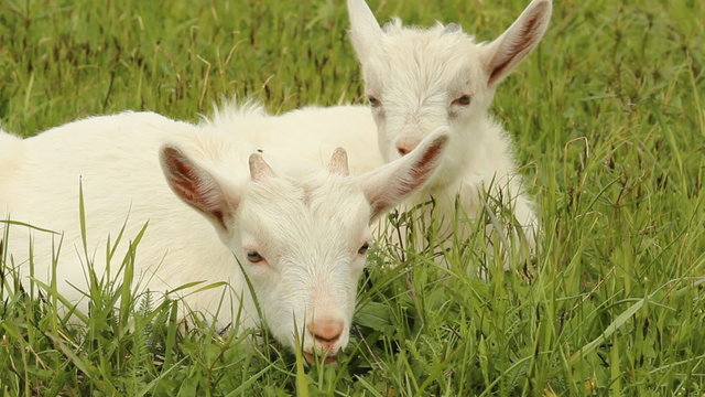Small white goats in the meadow  