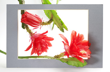 Cactus flower in a frame