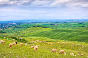Fototapeta na wymiar Wypas owiec w zielonych polach Doliny Orcia, Toskania, Włochy