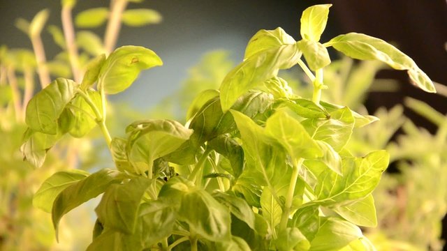 Plante aromatique Pianta aromatica Planta arom&aacute;tica