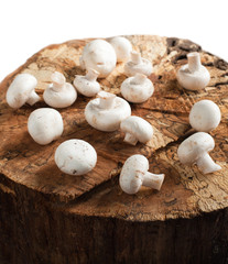 Fresh mushrooms on tree stump