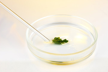 Chemical research in Petri dish on light yellow background