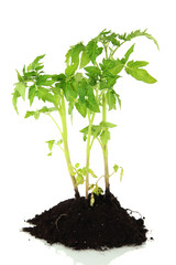 Young plant in ground isolated on white