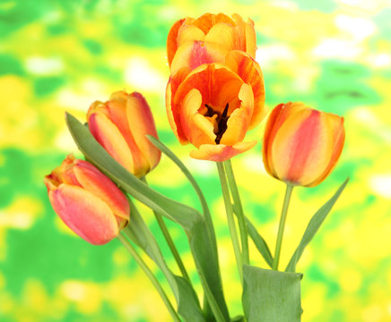 Beautiful orange tulips on bright background