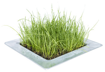 Grass isolated on white