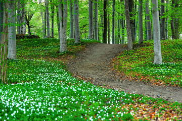 Park with wood anemone flowers