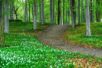 Meubelstickers Lente Park with wood anemone flowers