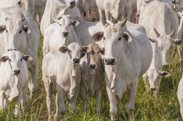 Cows and bulls on a farm in Mato Grosso
