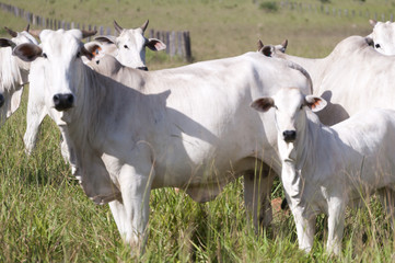 Cows and bulls on a farm in Mato Grosso