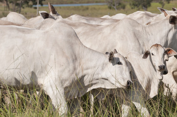 Cows and bulls on a farm in Mato Grosso