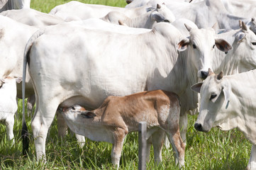 Cows and bulls on a farm in Mato Grosso