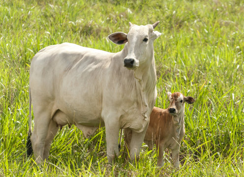 Cows and bulls on a farm in Mato Grosso