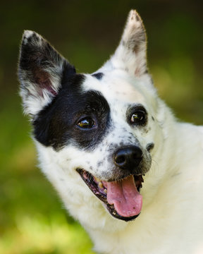 Portrait Of Blue Heeler Or Australian Cattle Dog