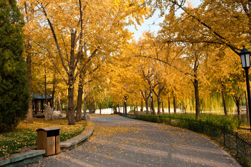 Golden autumn in a park