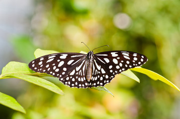 Butterfly with white pot wings