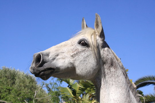 portrait - aufgeregtes pferd