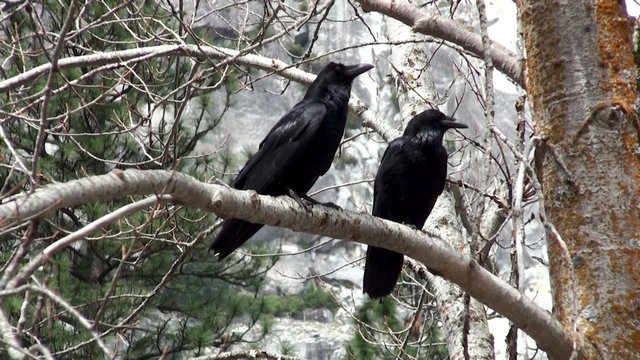Couple of North American Black Ravens