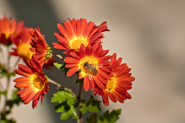 Blooming red flowers