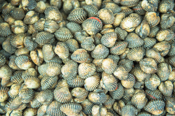 Fototapeta premium clam