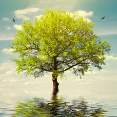 Tree in Water on Sky