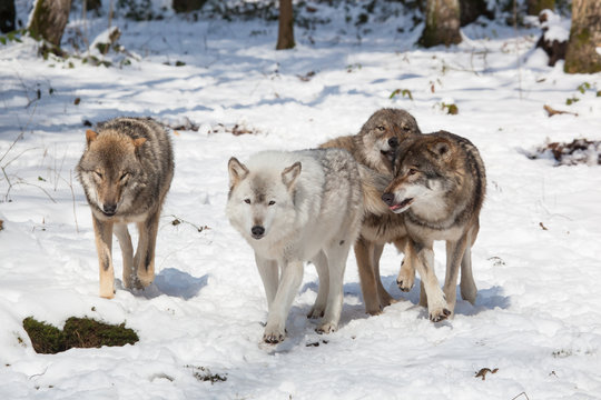 timber wolf pack in winter forest
