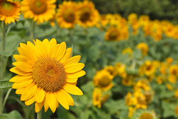 Fototapeta premium Sunflower