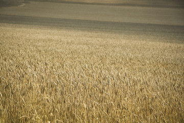golden wheat field hertfordshire uk