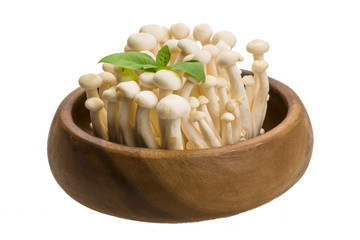 Japan mushroom Shimeji