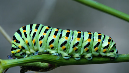 wild caterpillar Papilio