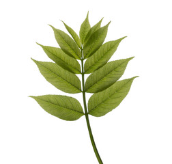 Green spring branch  on white background