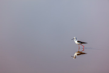 Black-winged Stilt