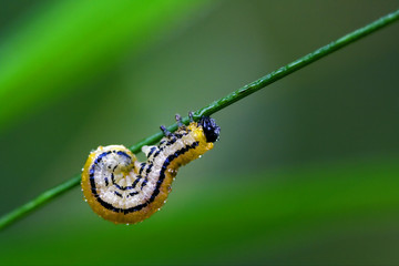 curved caterpillar