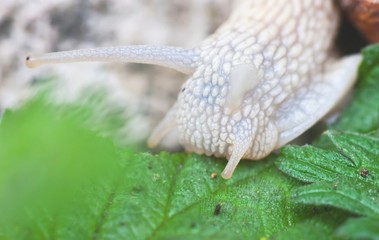 Macro roman snail, helix pomatia