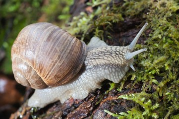 Macro roman snail on forest litter