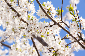 Bunches of cherry blossom