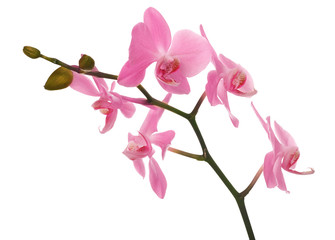 Fototapeta na wymiar isolated on white pink orchid floral branch