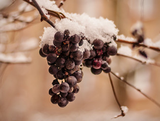 Icewine © McNic