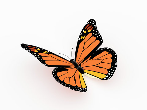 Butterfly orange isolated